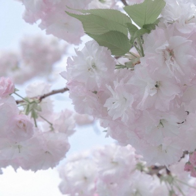 Furry黑白线稿绘画教程Furry群